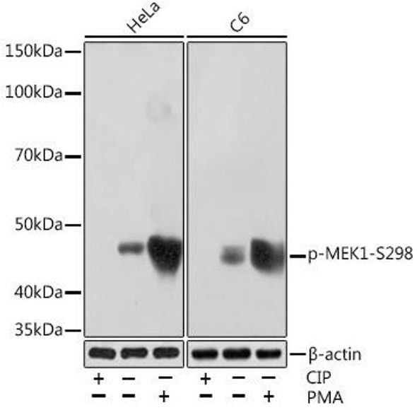 Anti-Phospho-MEK1-S298 Antibody (CABP1020)