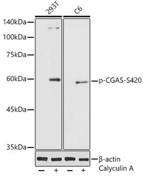 Anti-Phospho-CGAS-S420 Antibody (CABP1228)