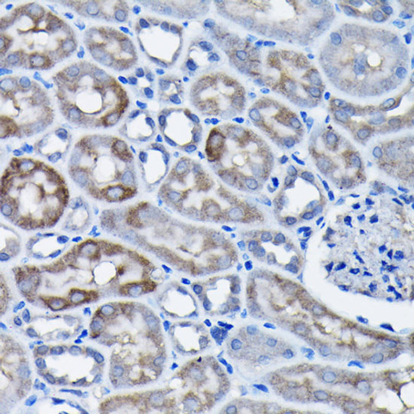 Anti-GAPDH Mouse Monoclonal Antibody (CABC002)