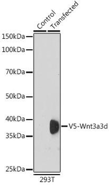 Anti-Rabbit anti V5-Tag Polyclonal Antibody (CABE071)