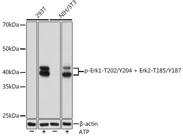 Anti-Phospho-Erk1-T202/Y204 + Erk2-T185/Y187 Antibody (CABP0974)