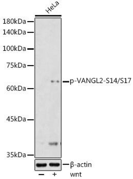 抗体 - Cell Biology - Page 1 - Assay Genie Japan