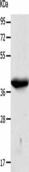CDK7 Antibody (PACO14227)