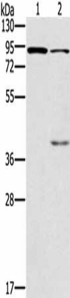 CNGA3 Antibody (PACO14268)