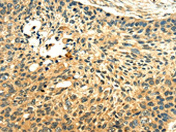 LILRB2 Antibody (PACO14607)