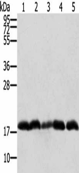 PTRH2 Antibody (PACO16915)
