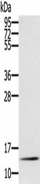RNF7 Antibody (PACO16994)