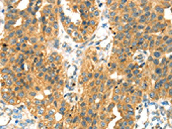 SEPP1 Antibody (PACO17060)