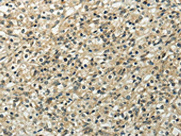 UBL4B Antibody (PACO17358)