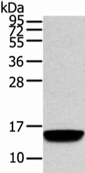 VAMP5 Antibody (PACO17408)