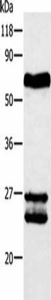 ABCG2 Antibody (PACO17475)