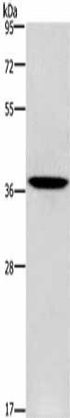 PRKAG1 Antibody (PACO17524)