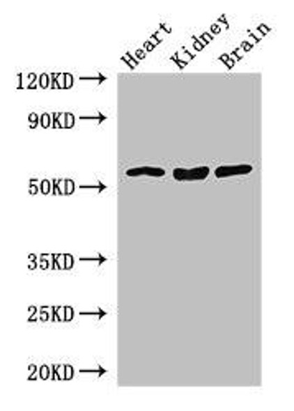 SLC7A7 Antibody (PACO42522)