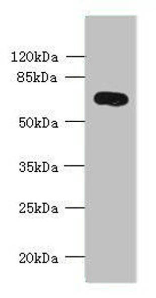 KCNS2 Antibody (PACO42562)
