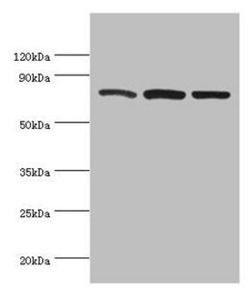 CAPN1 Antibody (PACO43084)