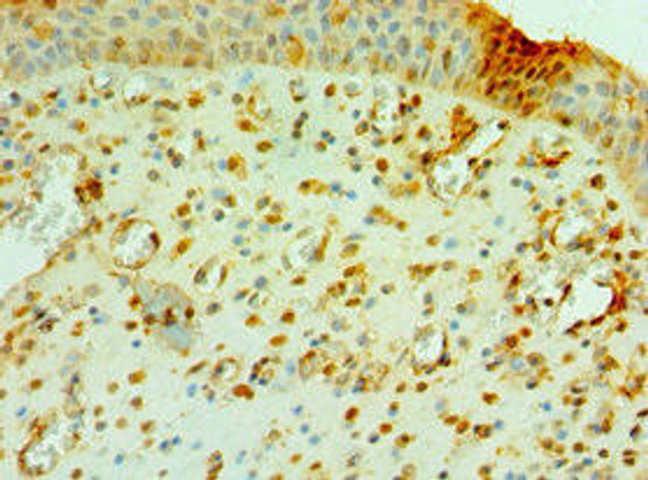 CNOT8 Antibody (PACO43142)