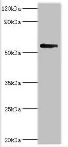 BRD9 Antibody (PACO43205)