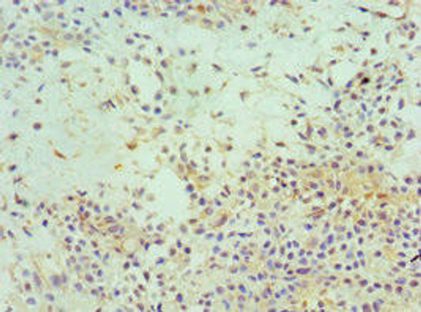 EIF3E Antibody (PACO43220)