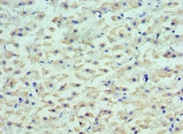 LYVE1 Antibody (PACO43248)