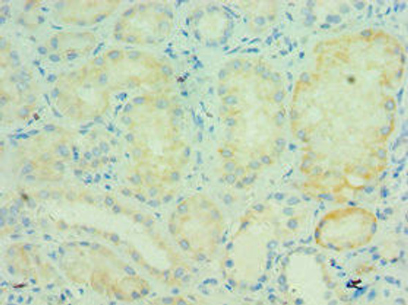 TRAF5 Antibody (PACO43327)
