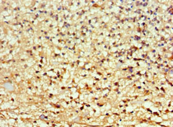 ARNT2 Antibody (PACO43421)
