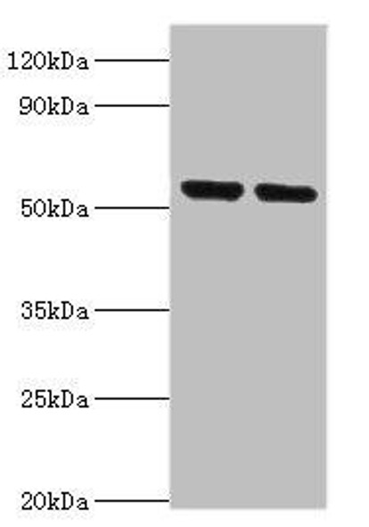 NRF1 Antibody (PACO43531)
