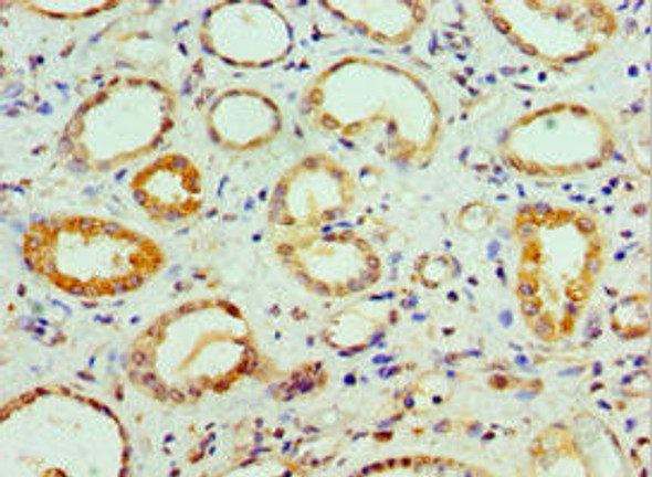 COPS7A Antibody (PACO43710)