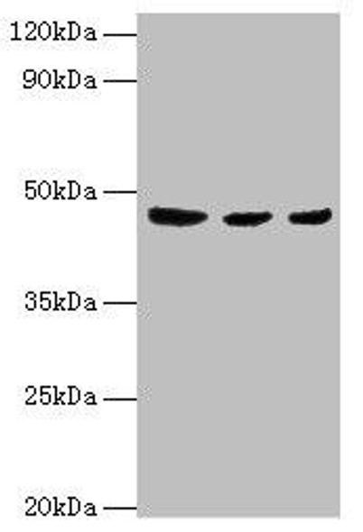 ENTPD5 Antibody (PACO43734)