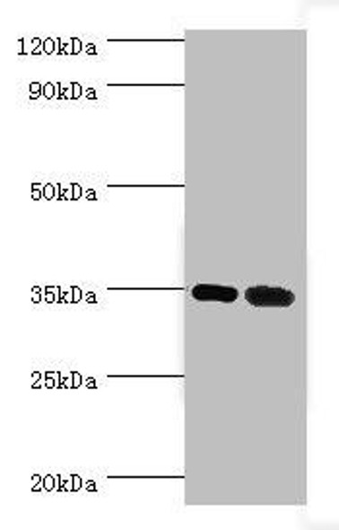 MAGEA6 Antibody (PACO43814)