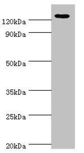 NLRP2 Antibody (PACO43819)