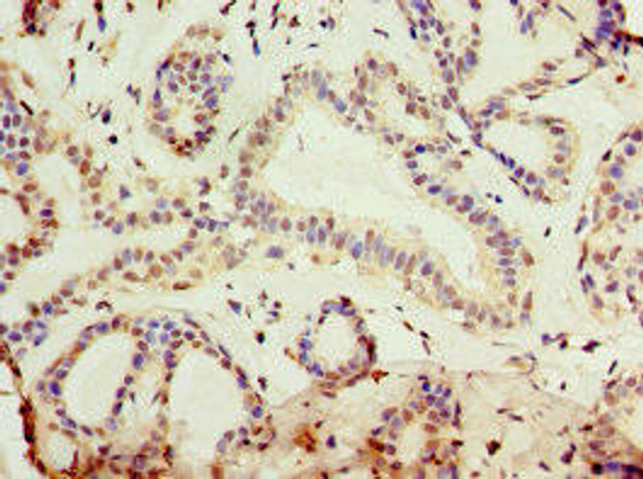 KLF3 Antibody (PACO43907)