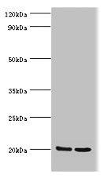 GLO1 Antibody (PACO44085)