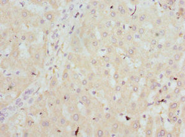 HBZ Antibody (PACO44343)