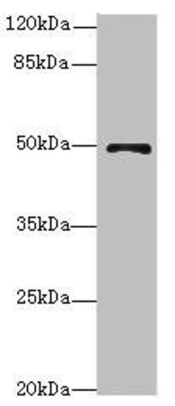 EIF3F Antibody (PACO44496)