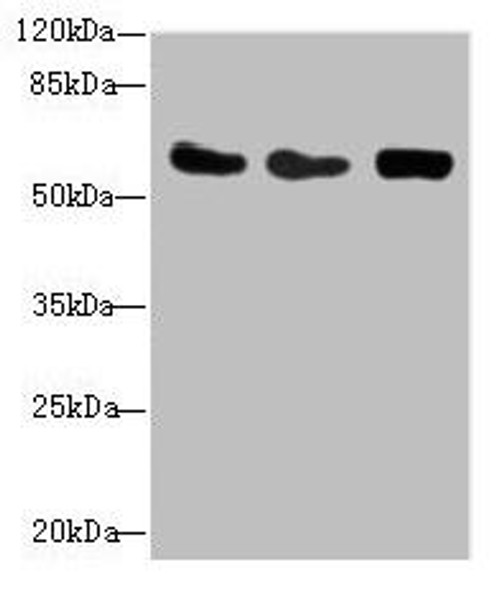 CSRNP2 Antibody (PACO44574)