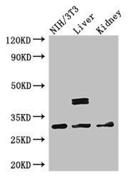 MTAP Antibody (PACO48606)