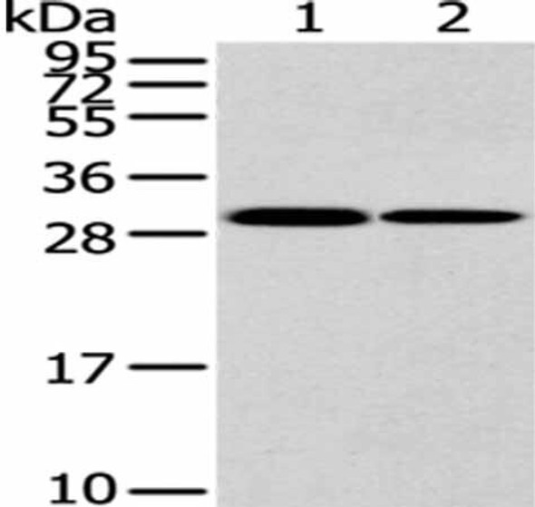 HNRNPC Antibody (PACO20894)