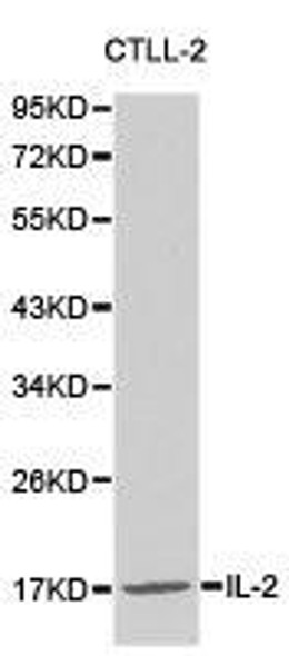 IL2 Antibody (PACO21048)