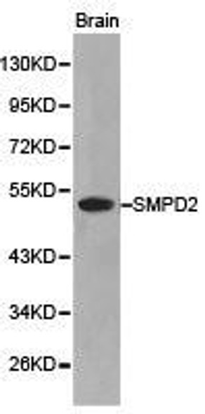 SMPD2 Antibody (PACO21091)