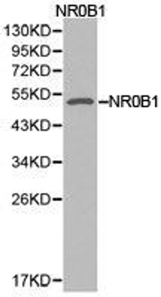 NR0B1 Antibody (PACO21192)