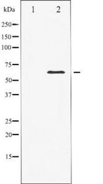 ELK1 Antibody (PACO21310)