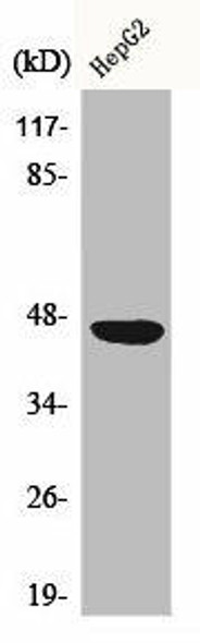 CXADR Antibody (PACO00507)