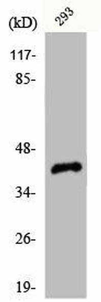 CDK7 Antibody (PACO00578)