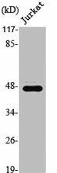 SRF Antibody (PACO01541)