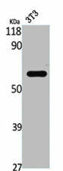 STAM2 Antibody (PACO01546)