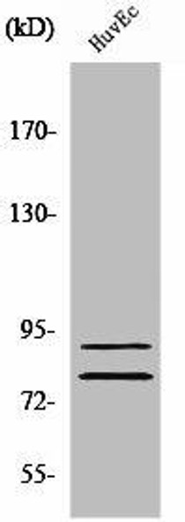 TGM2 Antibody (PACO01615)