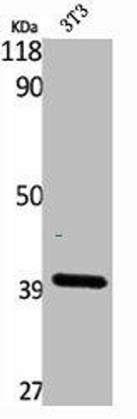 B3GALT4 Antibody (PACO01739)