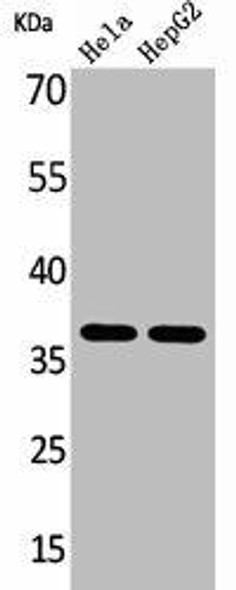 ANXA2 Antibody (PACO01916)