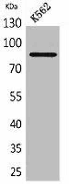 MPO Antibody (PACO02039)