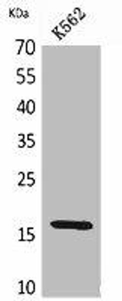 RBP2 Antibody (PACO02073)